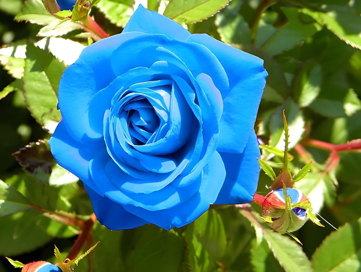 Blue Climbing Rose F2 Perennial Flower - for planting in home garden